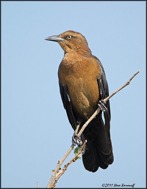 _1SB0280 juvenile grackle.jpg